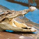 Krokodýlí ZOO Protivín, aneb cesta do pravěku pro děti i dospělé